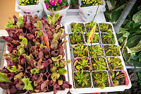 Carnivorous Plants