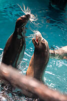 Female Sea Lions