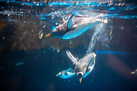 Gentoo Penguin Swimming