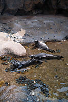 Harbour Seals