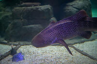 Indo-Pacific Leopard Shark