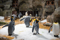 King Penguins On Ice