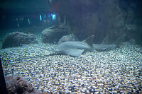 Largetooth Sawshark