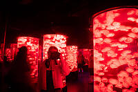 Nara Photographing Red Jellies With Mirror