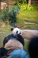 Panda Eating Bamboo