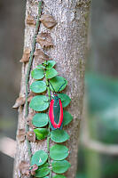 Retina Rubrivitta Blood Drop