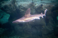 Sandbar Shark Fin