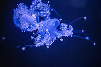Spotted Jellies