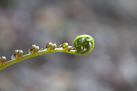 Unfurling Fern