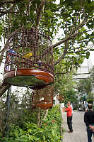 Cages Hanging In Trees