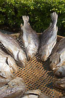 Fish Drying In Sun