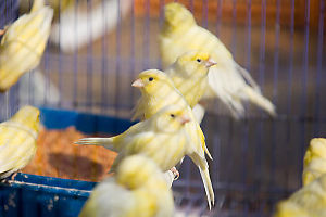 Yellow Birds In Cage