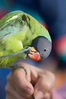 Bird Working On Leash