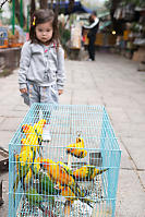 Nara At The Bird Market