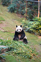 Panda Looking At Us