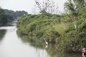 Grey Herons On Gei Wai