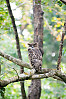 Brown Fish Owl