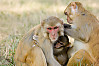 rhesus macaque