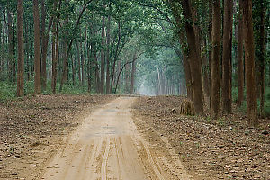 Forest Road