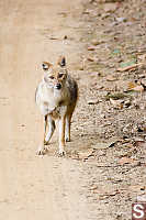 Jackal Looking At Us