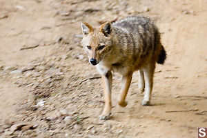 Jackal Walking By