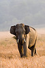 Asian elephant