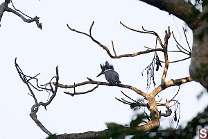 King Fisher In Tree