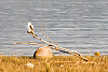 Black-shouldered Kite