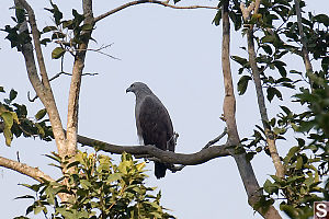 Lesser Fish Eagle