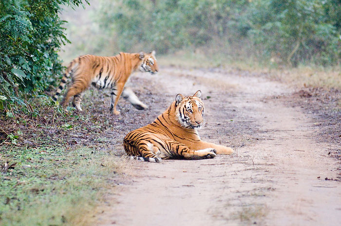 Two Cubs