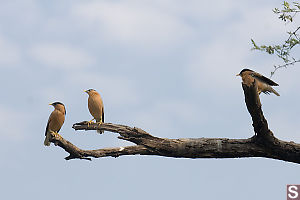 Three Starlings