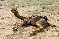 Camel Resting