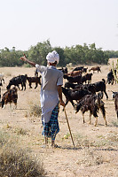 Goat Herder