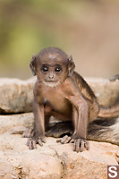 Baby Lemur