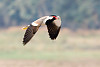 Red-Wattled Lapwing