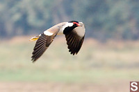 Red-Wattled Lapwing Flying By