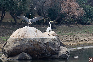 Heron Stretching Out