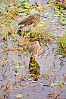 Indian Pond Heron