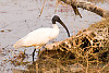 Black-headed Ibis, White Ibis