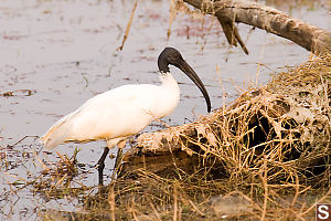 Ibis Near Shore