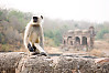 northern plains grey langur, Hanuman langur