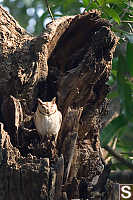 Owl Near Nest