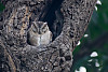 Collared Scops Owl