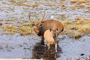 Sambar