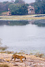 Tiger In Front Of Fort