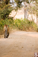 Tiger Walking Away