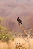 Red-headed Vulture, Asian King Vulture