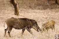 Wild Boar Through Grass