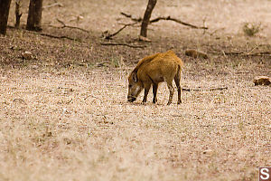 Young Wild Boar