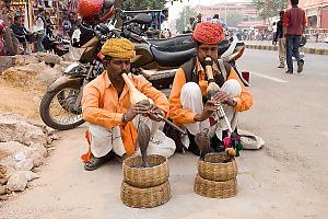 Two Snake Charmers